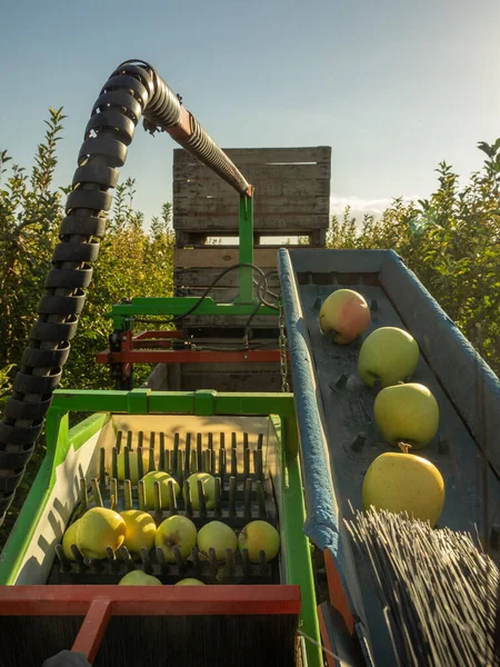 完全な収穫でフィールド内の黄金のリンゴのための収穫と選別機 工業農業 — ストック写真