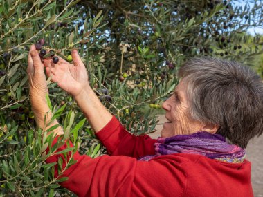 Yemek için üzüm toplayan mutlu yüzlü yaşlı bir kadın. Tarım kavramı.