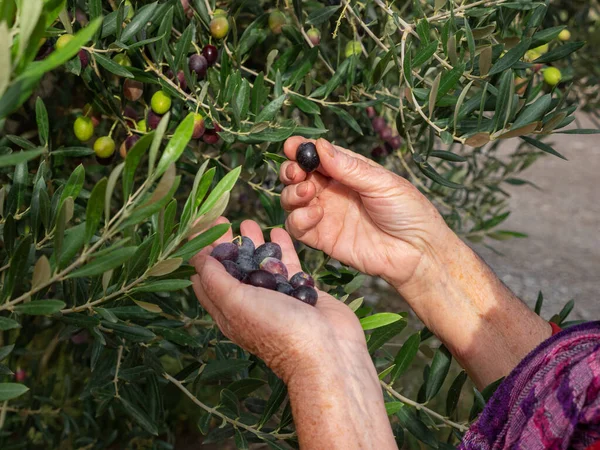 老女人摘橄榄 满手都是橄榄 免版税图库图片
