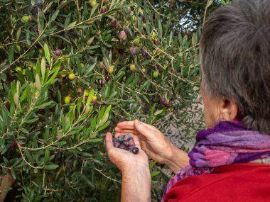 Yemek için üzüm toplayan mutlu yüzlü yaşlı bir kadın. Tarım kavramı.