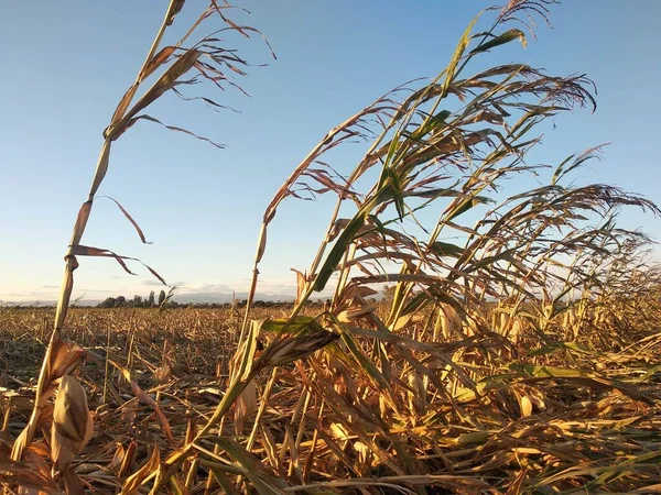 玉米枯萎了 死在玉米地里 除草剂的破坏 干旱和炎热天气 — 图库照片