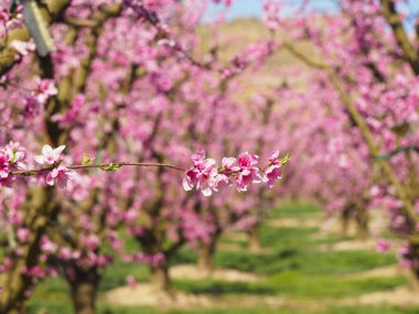 Peach trees in bloom in early spring in Aitona, Catalonia, Spain. clipart