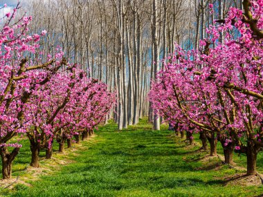 Aitona 'da (Katalonya, İspanya) şeftali ağaçları ilkbaharın başlarında çiçek açar ve arka planda çıplak ağaçlardan oluşan bir orman bulunur..