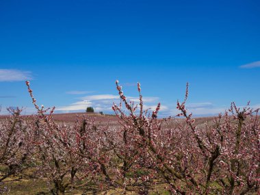Rows of peach tree blooming in spring day in Lleida (Catalonia, Spain). clipart