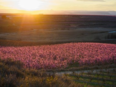 Sunset in the peach blossom fields in Aitona, Lerida, Spain clipart