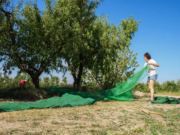 Woman harvesting almonds in a net during the harvest season in Catalonia, Spain. Agriculture concept.
