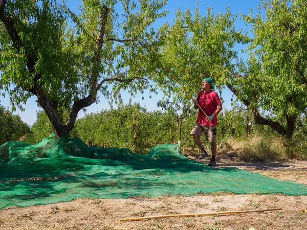 Man harvesting almonds in a net during the harvest season in Catalonia, Spain. Agriculture concept.