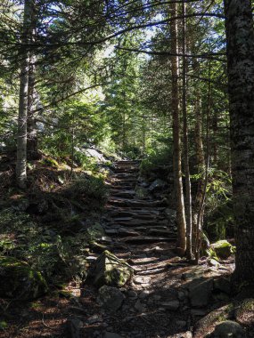 Aragon Pireneleri, İspanya 'da bir orman ormanının ortasında taş merdivenler.