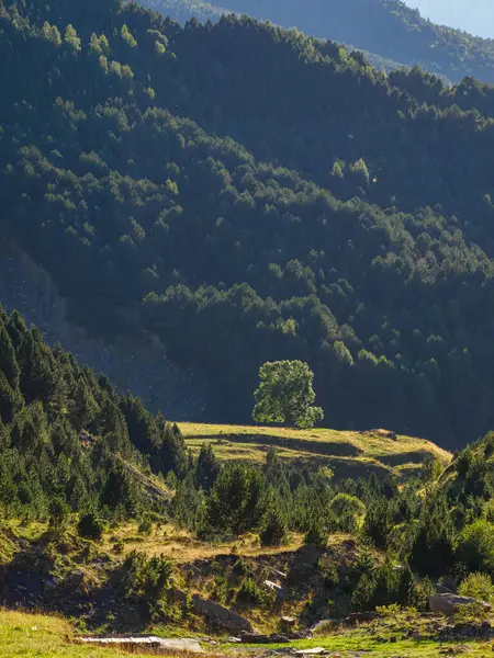 Pireneler Vadisi 'nde büyük bir merkez ağacı var. Huesca Vadisi, İspanya