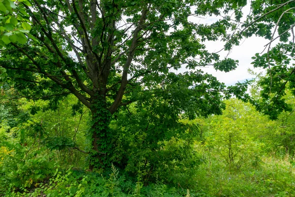 stock image A tree with green leaves entwined with wild grapes from an abandoned garden.