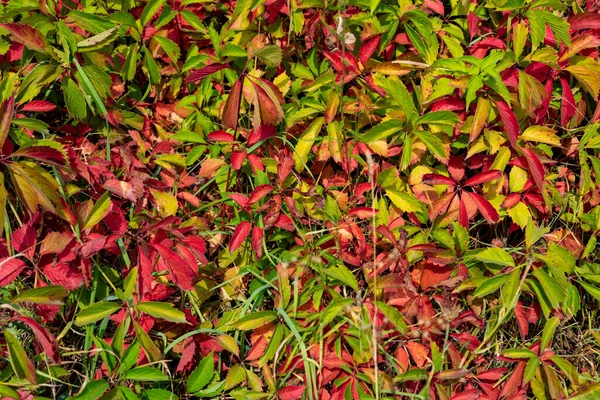 Hijau Dan Merah Ivy Daun Pada Hari Yang Cerah — Stok Foto