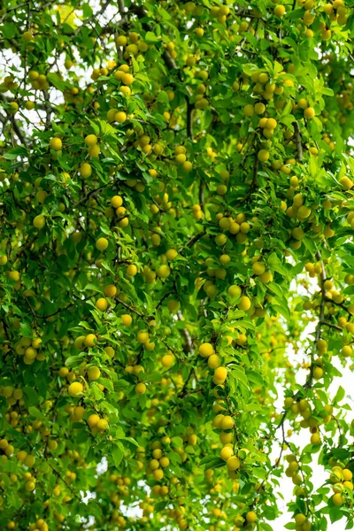 Många Gula Plommon Frukter Grenarna Trädet — Stockfoto