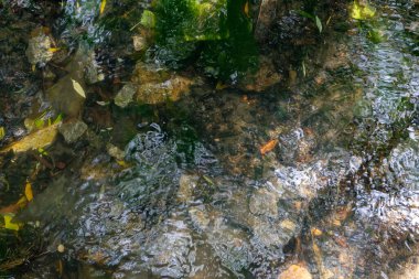 Temiz suyu olan sığ bir orman nehrinin kanalı.