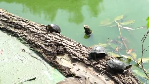 Trzy Żółwie Siedzą Pniu Spadającym Rzeki — Wideo stockowe