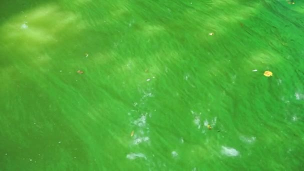 Blomstringen Vandområder Skyldes Den Massive Udvikling Mikroskopiske Alger Grønnere Flodvand – Stock-video