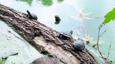 Üç kaplumbağa nehre düşen bir ağaç gövdesinde oturuyor.