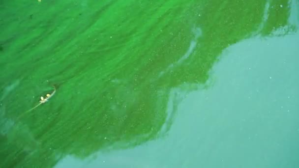 水の問題が咲く 水体の開花は 微細藻類の大規模な発達によって引き起こされます 川の水の緑 魚の大量死 — ストック動画