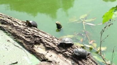 Üç kaplumbağa nehre düşen bir ağaç gövdesinde oturuyor.