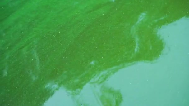 鱼的大量死亡 水体的开花是由微藻的大规模生长引起的 绿化河水 水华的问题 — 图库视频影像