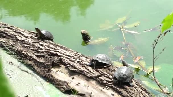 Drei Schildkröten Sitzen Auf Baumstamm Der Den Fluss Gefallen Ist — Stockvideo