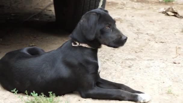 黑色短毛狗 年轻的狗的后卫 野外自然景观 — 图库视频影像