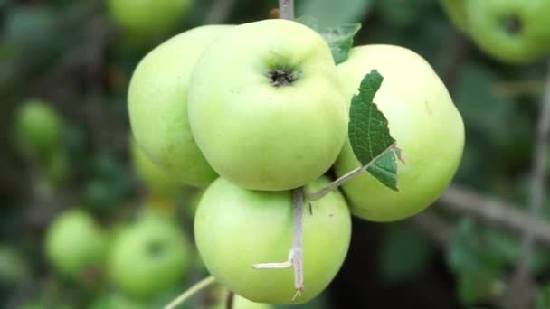 Varias Manzanas Verdes Grandes Una Rama Árbol Una Rama Árbol — Vídeos de Stock