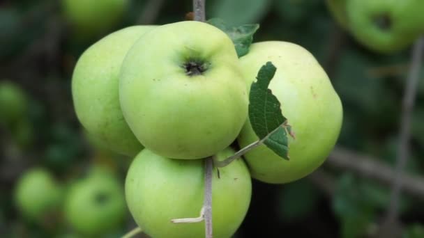 Branch Tree Apples Sways Wind Several Large Green Apples Tree — Stock Video