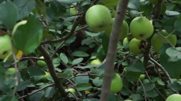 Πολλά Μεγάλα Πράσινα Μήλα Στα Κλαδιά Μιας Μηλιάς Καλώδιο Κάμερας — Αρχείο Βίντεο