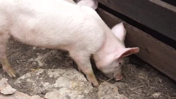 Seekor Babi Putih Kecil Domestik Menggali Sesuatu Dan Makan Sesuatu — Stok Video