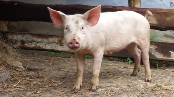 Jovem Leitão Branco Doméstico Está Comendo Algo Alegremente Criando Porcos — Vídeo de Stock