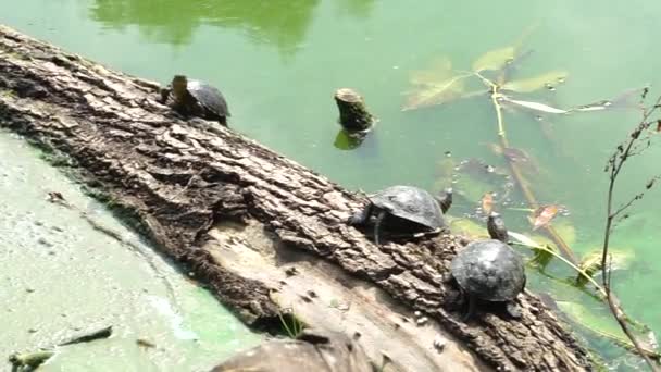 三匹の亀が川に落ちた木の幹に座っている — ストック動画