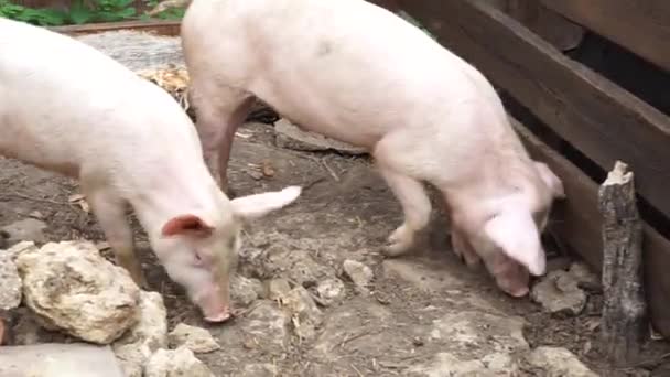 Dos Lechones Están Caminando Por Granero Comiendo Felizmente Cría Cerdos — Vídeo de stock