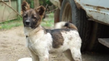 Neşeli küçük bir köpek bağlandı ve köyde eski bir arabayı koruyor..
