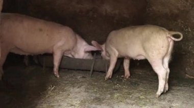 İki küçük beyaz domuz ahırdaki bir yalaktan yemek yiyor. Yedek çiftçilik. Domuzlar yalaktan yer..