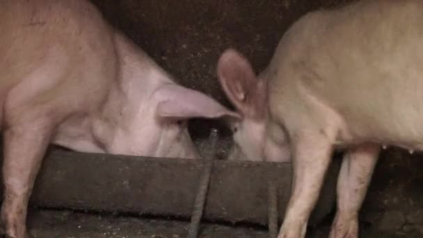 2匹の小さな白い豚が納屋の谷から食べています 補助農業 閉じろ — ストック動画