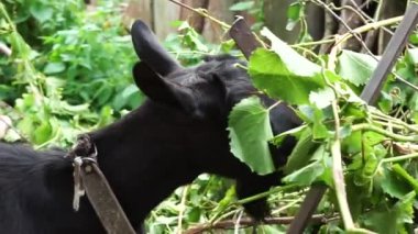 Siyah bir keçi çiftlikte üzüm yaprağı yiyor.