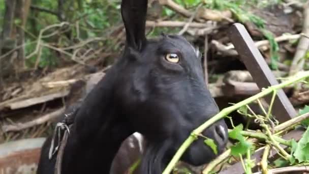 Una Cabra Doméstica Negra Come Hojas Uva Granja Una Gran — Vídeo de stock