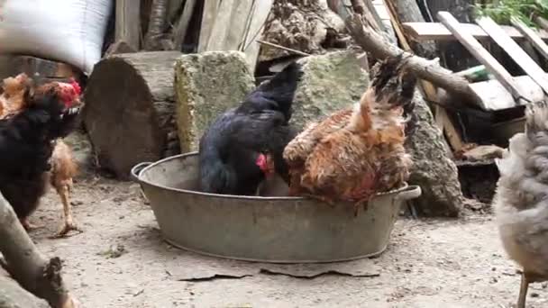 Çiftlikteki Köyde Birkaç Evcil Tavuk Yemek Yiyor — Stok video