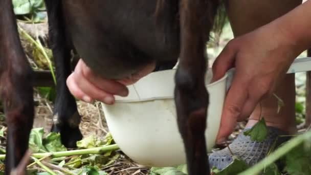 European Woman Milking Goat Hands Udder Goat Close — Stock Video