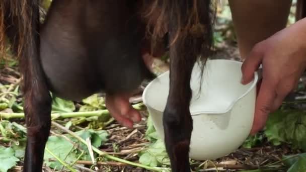Жінка Доїть Великого Чорного Козла Руками Зблизька Доять Молоко Від — стокове відео