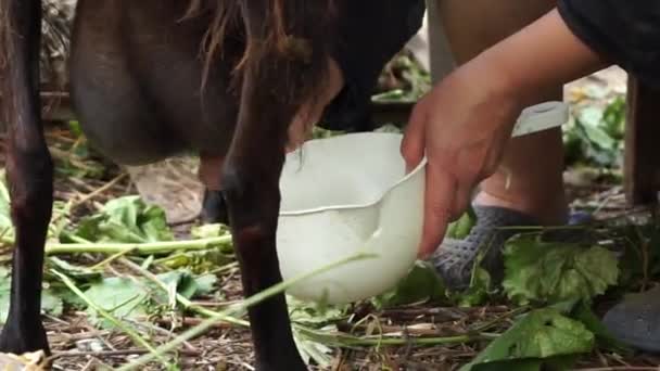 Woman Milks Big Black Goat Her Hands European Woman Milking — 비디오