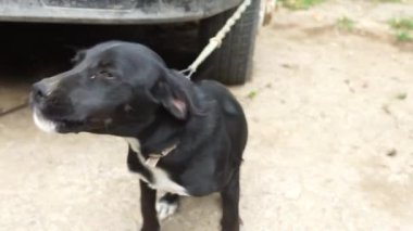 Siyah kısa saçlı bir köpek kameraya bağlanmış ve havlıyor.