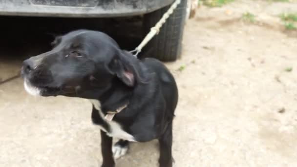 Een Zwart Kortharige Hond Vastgebonden Blaft Naar Camera — Stockvideo