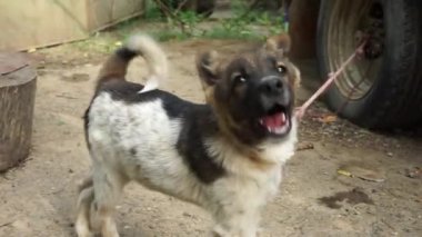 Küçük benekli bir köpek havlar ve pohpohlar