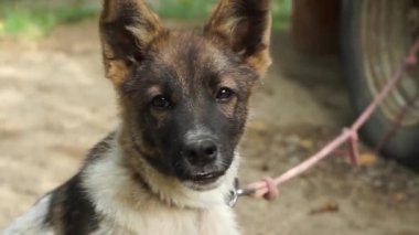 Küçük benekli köpek. Bir bekçi köpeğinin akıllı yüzü..