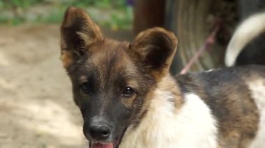 The little dog caresses and wags its tail. A small dog guarding the farm.