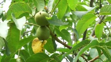 The common walnut in growth. Two large green walnuts sway in the wind along with a branch of a tree with green leaves. Close-up shooting.