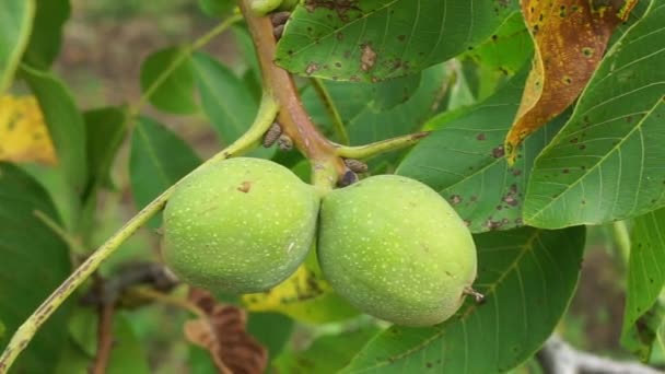 Two Large Green Walnuts Sway Wind Branch Tree Green Leaves — Αρχείο Βίντεο