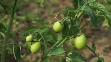 Close-up of green unripe tomatoes on a tomato plant. Slidershot with selective focus.