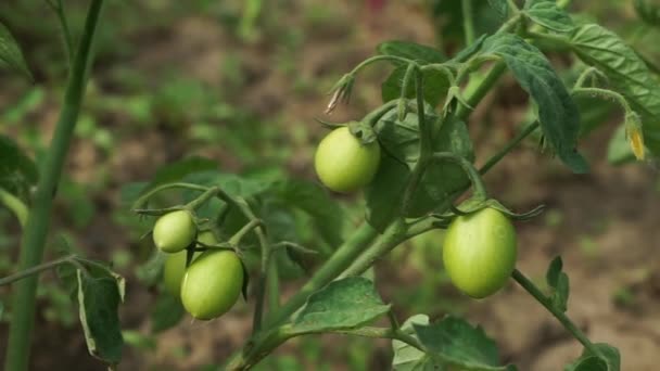 Close Green Unripe Tomatoes Tomato Plant Slidershot Selective Focus — стоковое видео